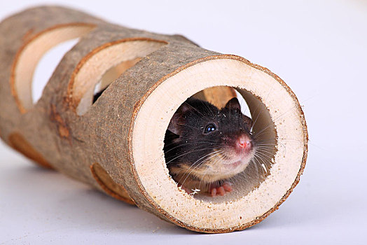 老鼠,向外看,木质,家养,家鼠,小鼠