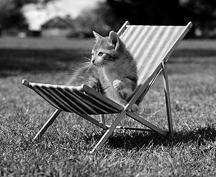 猫,坐,折叠躺椅,英格兰,英国