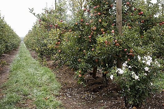苹果园,不动产,南非