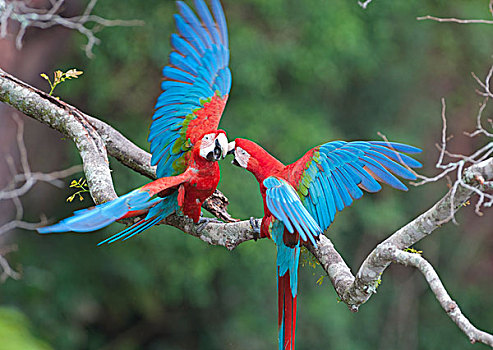 红绿金刚鹦鹉,绿翅金刚鹦鹉,一对,争斗,南马托格罗索州,潘塔纳尔,巴西