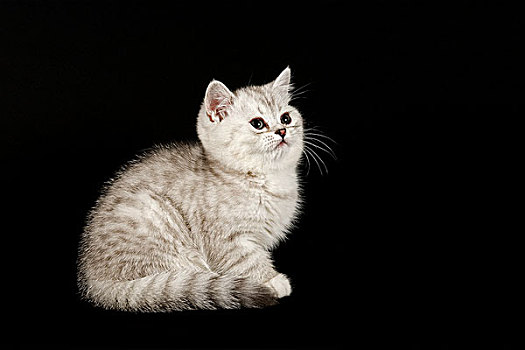 猫,小猫,8星期大,毛皮,彩色,银,遮蔽,暗色,笔直,毛发
