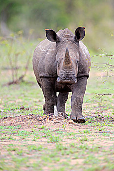 白犀牛,一半,成年,小动物,走,厚皮动物,克鲁格国家公园,南非,非洲