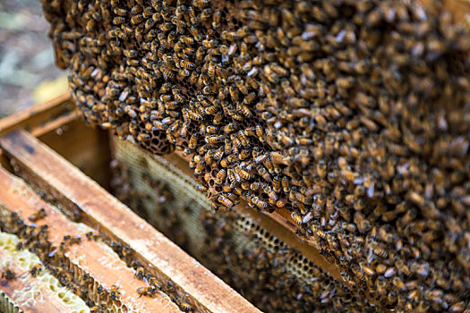 蜂箱,蜜蜂,特写镜头