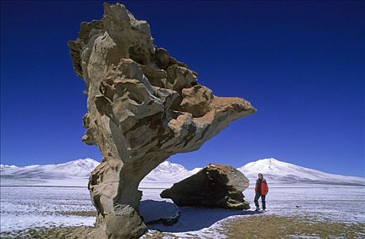 旅游,靠近,石头,树,荒芜,波托西地区,玻利维亚