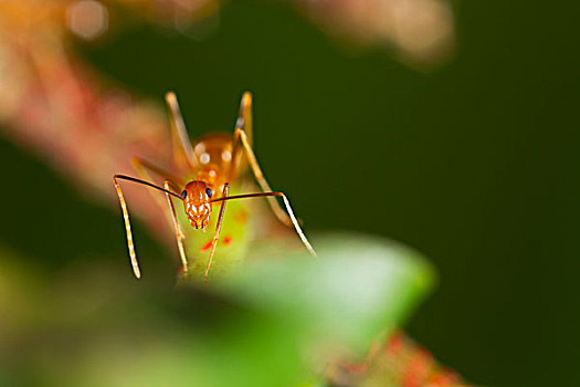 黄色,疯狂,蚂蚁,保护,红色,鳞片,昆虫,圣诞节,岛屿,国家公园,澳大利亚