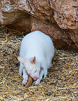 红颈袋鼠,白化体,俘获,帕尔玛,西班牙,欧洲