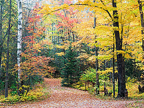 美国,密歇根,半岛,小路,彩色,秋日树林