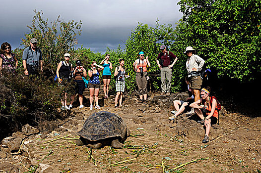 厄瓜多尔,加拉帕戈斯群岛,圣克鲁斯岛,车站,人,巨龟