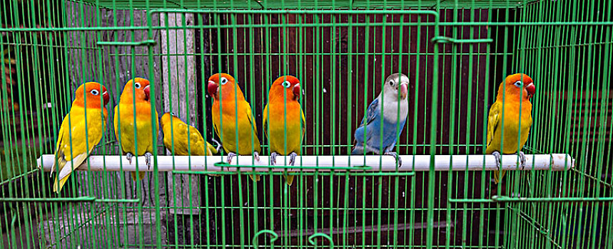 彩色,长尾鹦鹉,坐,并排,杆,笼子,鸟,市场,日惹,爪哇,印度尼西亚,亚洲