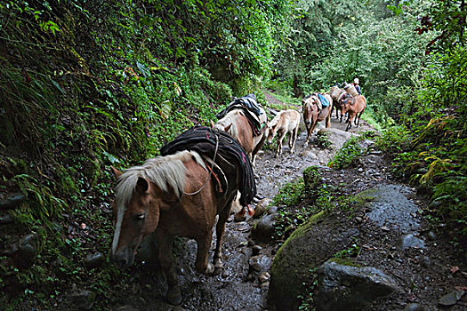 马,大篷车,山,布姆唐,不丹