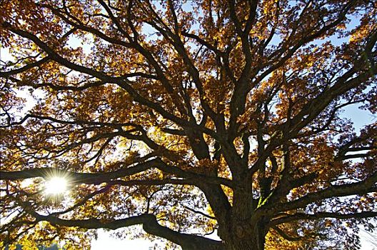 橡树,公园,秋天,秋叶,施坦恩贝格,湖