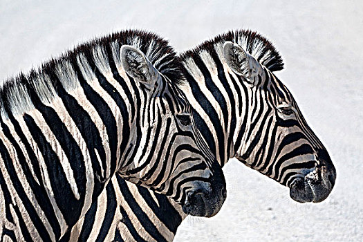 纳米比亚,平原斑马,站立,安静,埃托沙国家公园