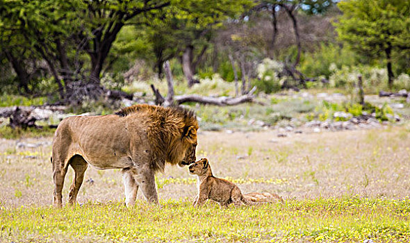 非洲,纳米比亚,埃托沙国家公园,雄性,狮子,幼兽