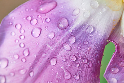 紫色花瓣水滴特写