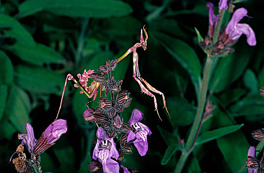 螳螂,紫红色,花