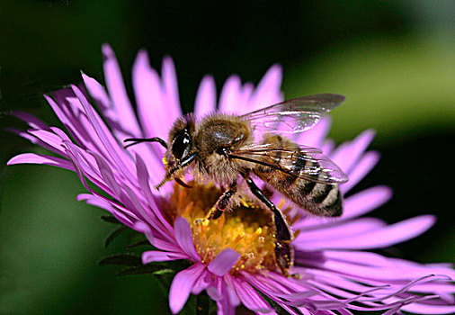 蜜蜂,蒲菊