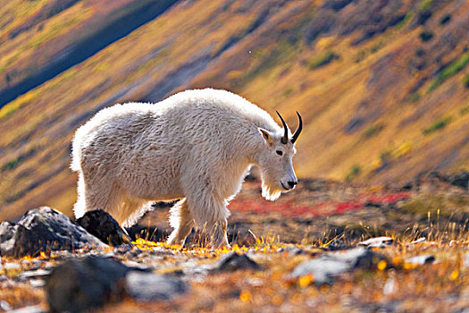 石山羊,靠近,大乌鸦,冰河,楚加奇州立公园,阿拉斯加,秋天