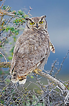 角鸮,坐,树,托雷德裴恩国家公园,巴塔哥尼亚,智利,南美
