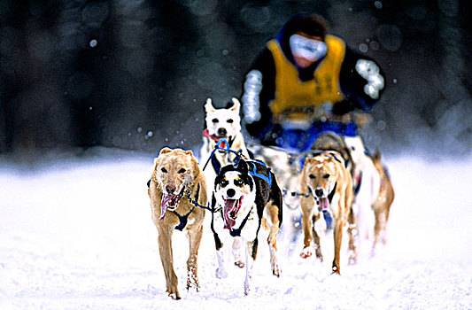 聚焦,图像,雪橇狗,竞速,头部,长,局部,积雪,赛道