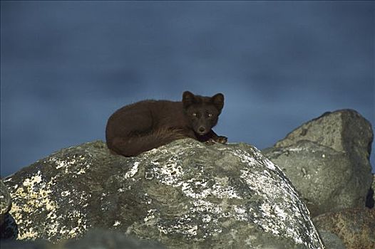 北极狐,展示,暗色,夏天,色彩,岛屿,普里比洛夫群岛,阿拉斯加