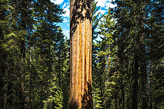 巨杉,树干,树林,优胜美地国家公园,加利福尼亚,美国