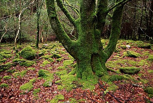 树,遮盖,苔藓,基拉尼国家公园,凯瑞郡,爱尔兰