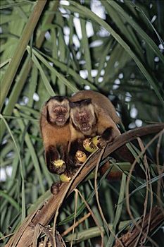 褐色,棕色卷尾猴,野生,棕榈树,宽吻鳄,生态,休憩之所,潘塔纳尔,巴西