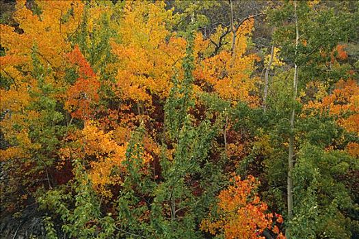 秋叶,白杨,树林,育空地区,加拿大