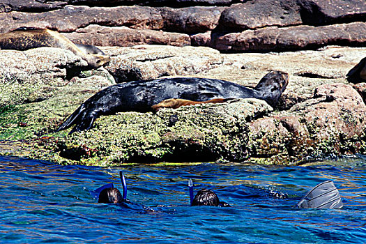 墨西哥,下加利福尼亚州,潜水,海狮,加州海狮