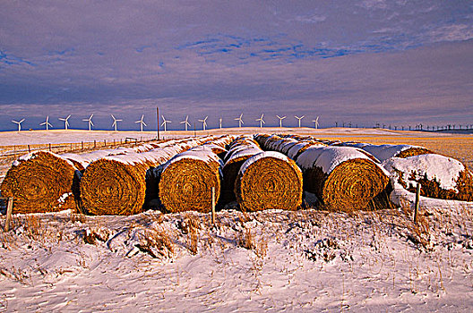 风轮机,艾伯塔省,加拿大