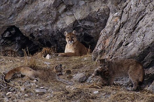 美洲狮,母亲,看,玩,麋鹿,鹿属,鹿,躲藏,山岗,国家麋鹿保护区,怀俄明