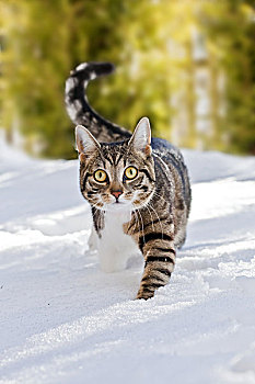猫,雪,玩,动物,宠物,家猫,白天,犯人,一个,条纹,留白,看,风景,小心,好奇,兴趣,积雪,冬天,户外,大雪,迎面
