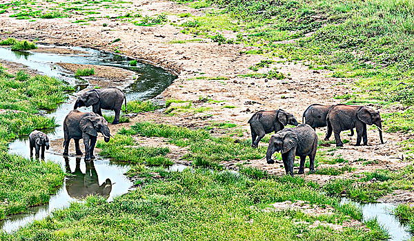 非洲象,牧群,河,塔兰吉雷,坦桑尼亚,非洲