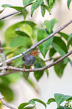 生活在中南半岛于灌木草丛中觅食的灰缝叶莺鸟