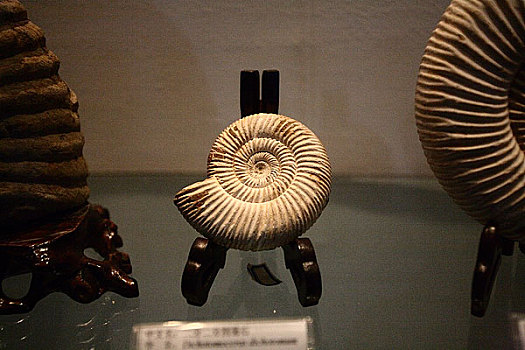 大连贝壳博物馆中的展品