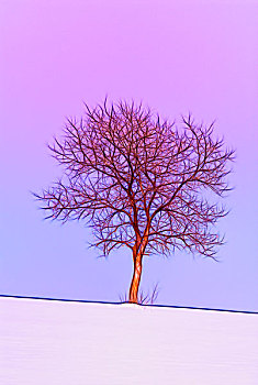 冬天,糖枫,树,糖槭,日落,靠近,安大略省,加拿大