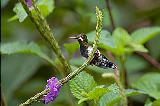 蜂鸟,女性,亚马逊河,厄瓜多尔