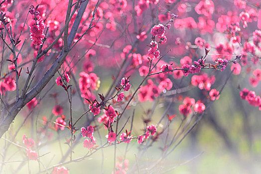 碧桃花开