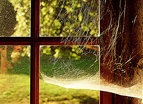 蜘蛛网,室内,窗户