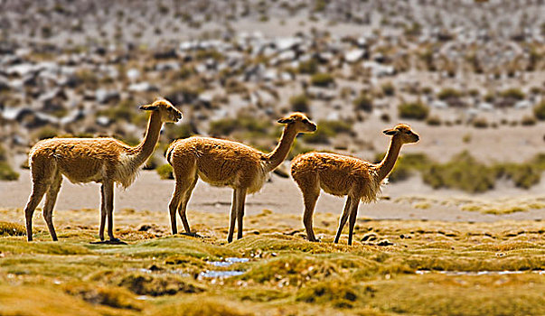 小羊驼,喇嘛,三个,拉乌卡国家公园,智利
