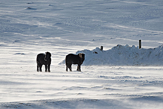 冰岛马,冰岛,冬天