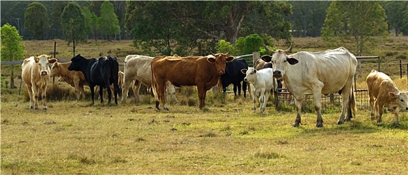 牧群,澳大利亚,菜牛,全景