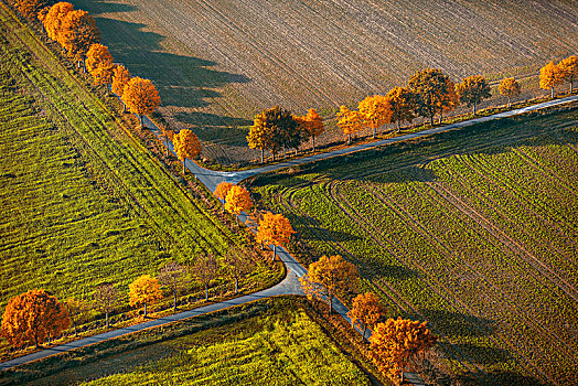 树,小路,地点,巷道,交叉,一对,秋叶,农业,草地,对称,连通,北莱茵威斯特伐利亚,德国