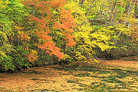 秋叶,落叶,北海道