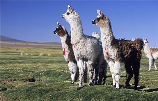 羊驼,靠近,智利