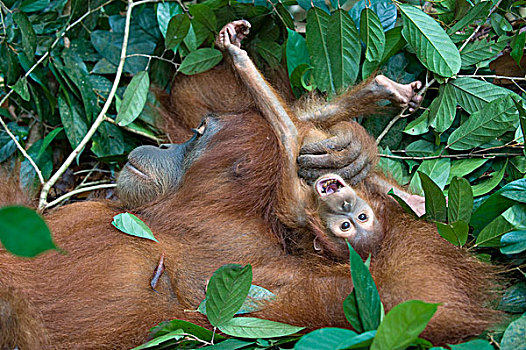 苏门答腊猩猩,母亲,玩耍,一个,一半,幼仔,古农列尤择国家公园,北方,苏门答腊岛,印度尼西亚