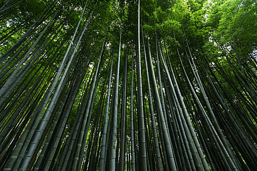 日本,竹林