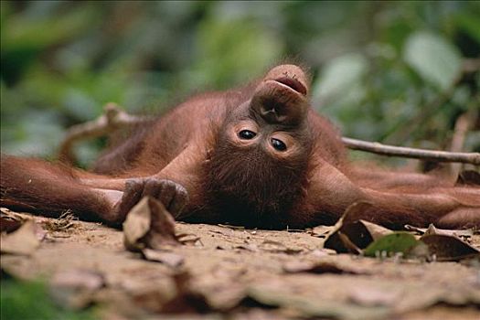 猩猩,黑猩猩,躺下,沙巴,婆罗洲