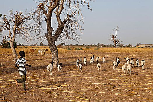 布基纳法索,乡村,公里,瓦加杜古,孩子,跑,山羊
