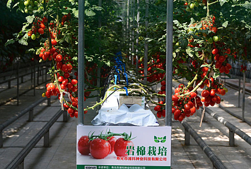 大棚里的西红柿